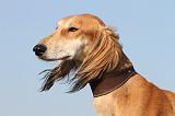 SALUKI 014